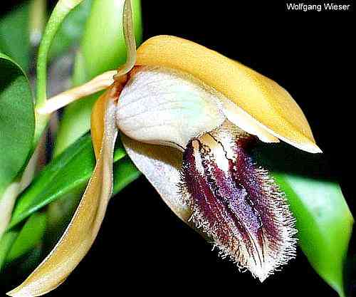 Coelogyne fuliginosa